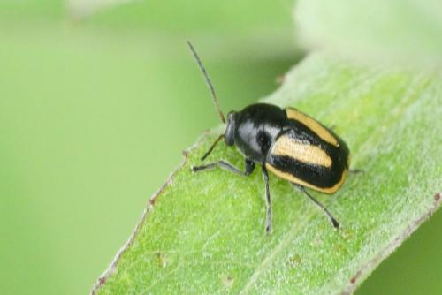 Cryptocephalus vittatus